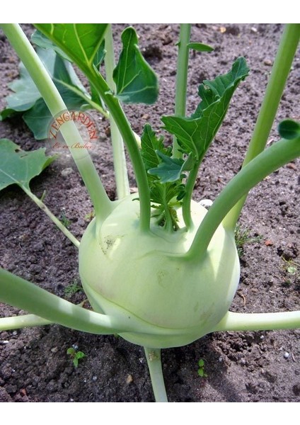 Beyaz Kohlrabi Tohumu Erkenci Atalık Alabaş