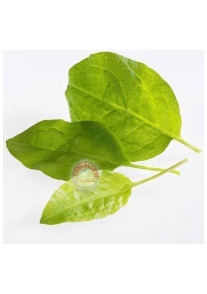Kuzu Kulağı Tohumu Bebek Yaprak Sorrel fiyatları