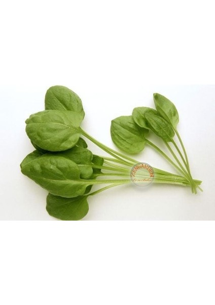 Kuzu Kulağı Tohumu Bebek Yaprak Sorrel modelleri