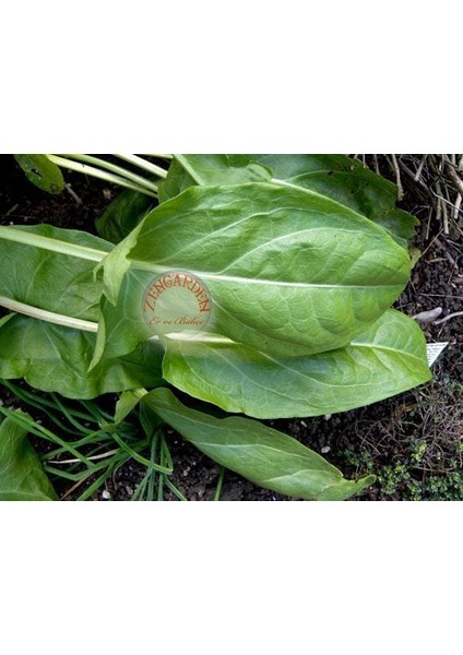 Kuzu Kulağı Tohumu Bebek Yaprak Sorrel fırsatları