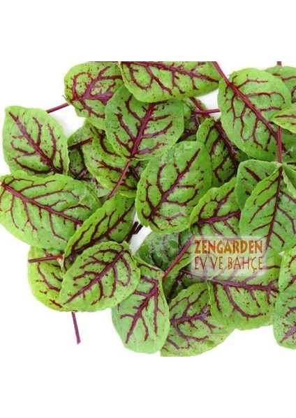 Kuzukulağı Tohumu Kırmızı Damarlı Salataya Uygun