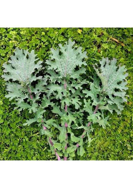 Kırmızı Rus Pazı Tohumu Atalık Red Russian Kale Seeds