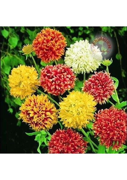 Gaillardia Tohumu Tüm Renkler Karışım Çok Yıllık