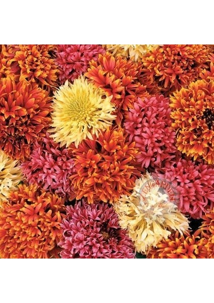 Gaillardia Tohumu Tüm Renkler Karışım Çok Yıllık
