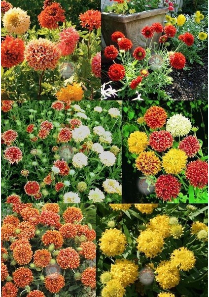Gaillardia Tohumu Tüm Renkler Karışım Çok Yıllık