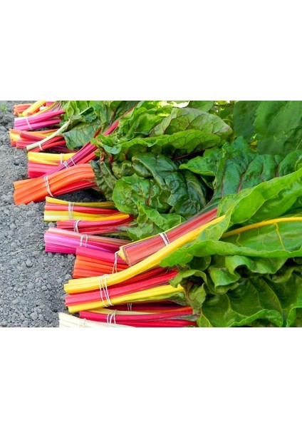 Swiss Chard Bright Lights Pazı Tohumu 8 Farklı Renk Atalık