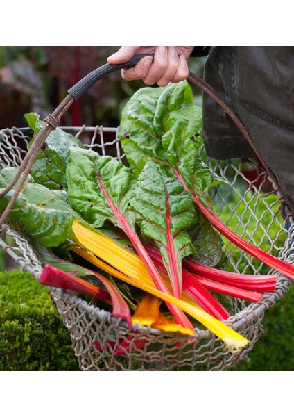 Swiss Chard Bright Lights Pazı Tohumu 8 Farklı Renk Atalık