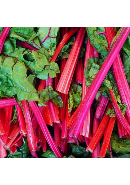 Kırmızı Saplı Pazı Tohumu Red Chard Beta Vulgaris