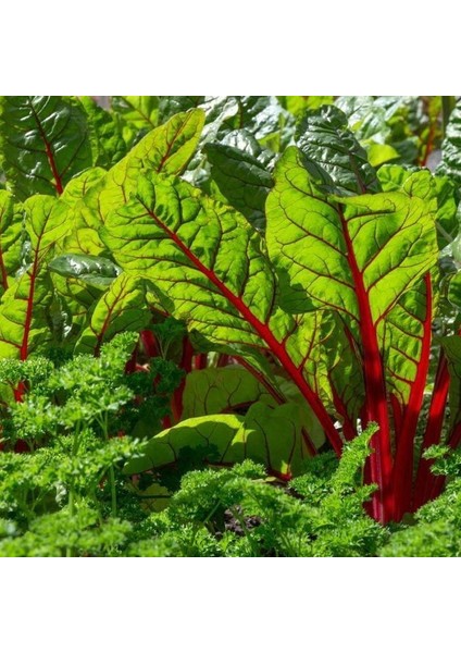 Kırmızı Saplı Pazı Tohumu Red Chard Beta Vulgaris modelleri