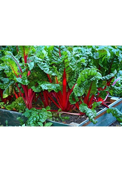 Kırmızı Saplı Pazı Tohumu Red Chard Beta Vulgaris indirimleri
