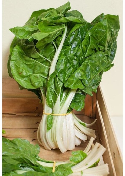 Bodur Pazı Tohumu Barese Swiss Chard Beta Vulgaris