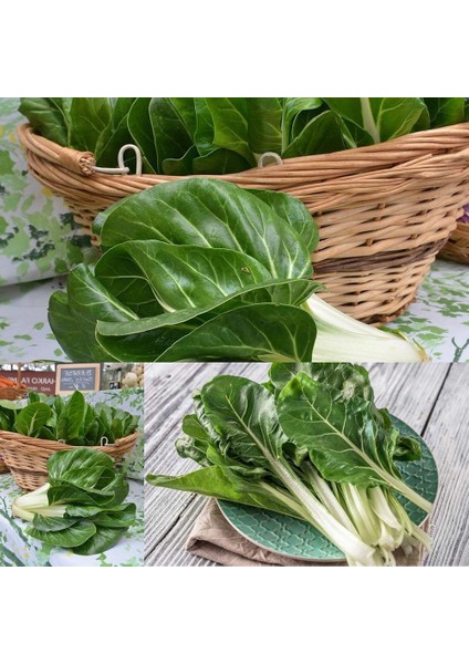 Bodur Pazı Tohumu Barese Swiss Chard Beta Vulgaris