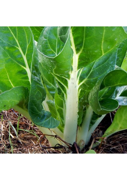 Bodur Pazı Tohumu Barese Swiss Chard Beta Vulgaris