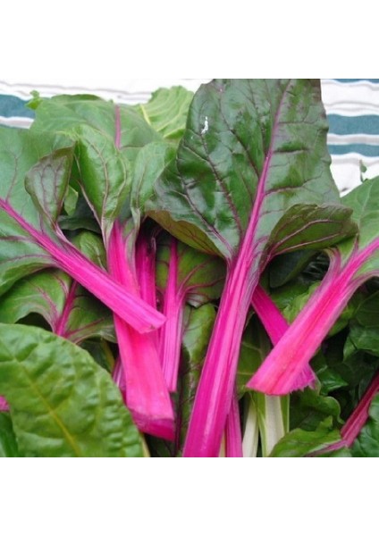 Pink Lipstick Pembe Pazı Tohumu Chard