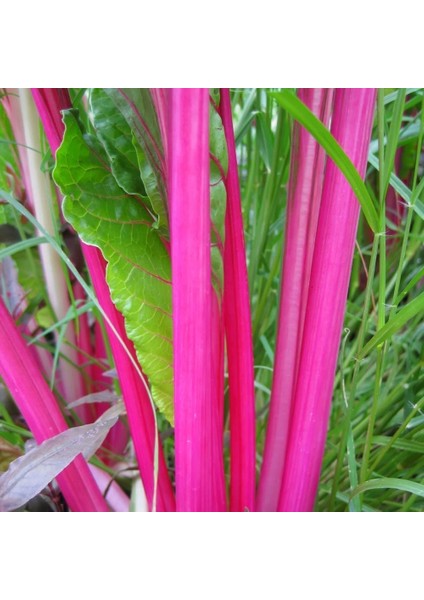 Pink Lipstick Pembe Pazı Tohumu Chard