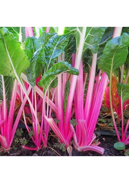 Pink Lipstick Pembe Pazı Tohumu Chard