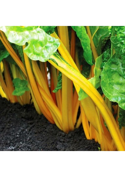 Parlak Sarı Saplı Pazı Tohumu Bright Yellow fiyatları