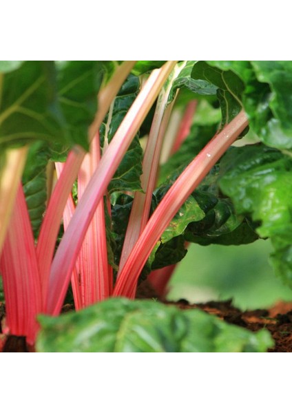 Pembe Saplı Pazı Tohumu Flamingo Swiss Chard