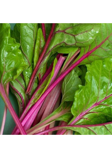 Pembe Saplı Pazı Tohumu Flamingo Swiss Chard