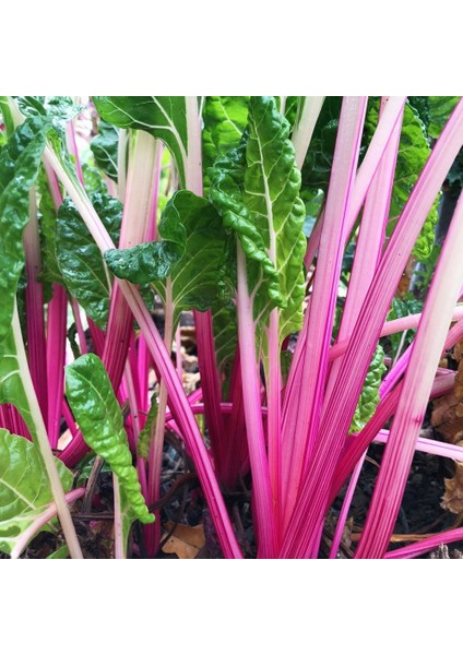 Pembe Saplı Pazı Tohumu Flamingo Swiss Chard