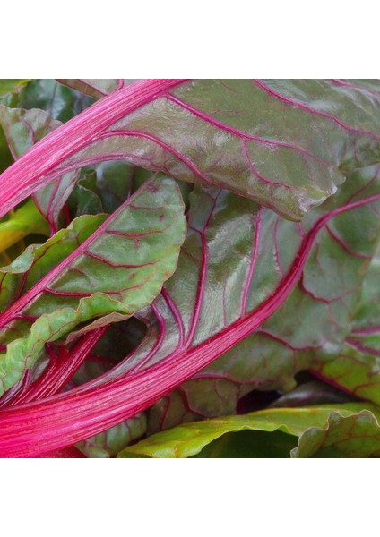 Pembe Saplı Pazı Tohumu Flamingo Swiss Chard