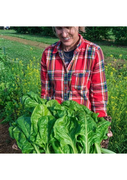 Pancar Ispanak Tohumu Perpetual Spinach Chard