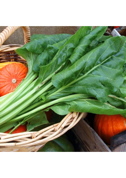 Pancar Ispanak Tohumu Perpetual Spinach Chard fiyatları