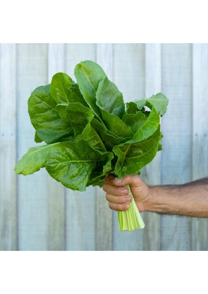 Pancar Ispanak Tohumu Perpetual Spinach Chard modelleri