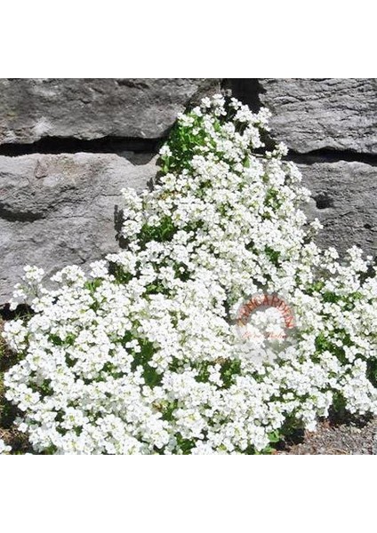 Arabis Tohumu Ssp. Caucasicus Alpin Tip Bodur Snowcap