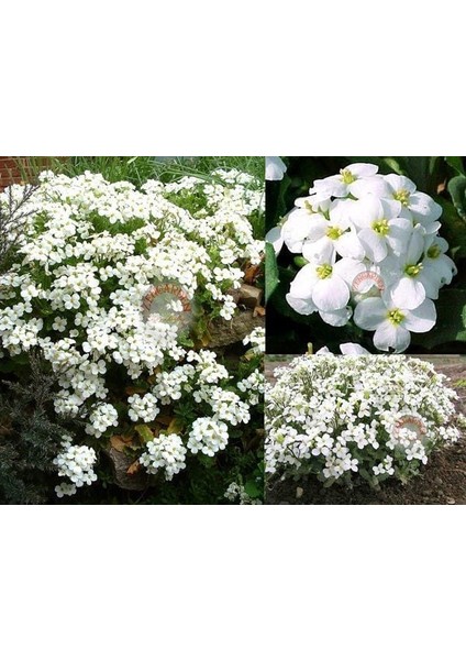 Arabis Tohumu Ssp. Caucasicus Alpin Tip Bodur Snowcap fiyatları