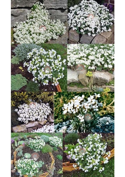 Arabis Tohumu Ssp. Caucasicus Alpin Tip Bodur Snowcap modelleri