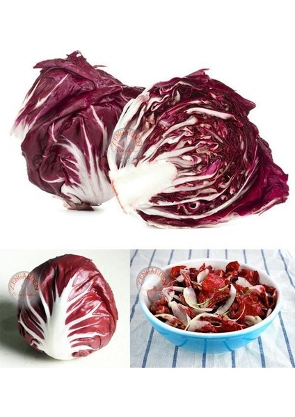 Kırmızı Hindiba Tohumu Endive Palla Rossa