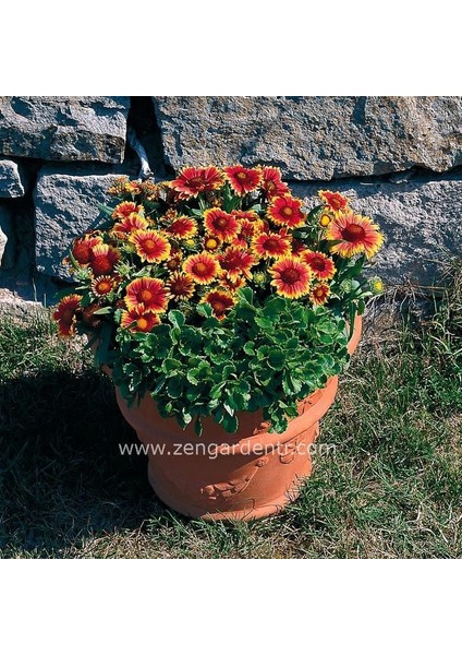 Gaillardia Tohumu Goblin Çifte Katmerli Saksılık