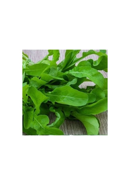 50 Adet Tohum Organik Hobi Bahçe Izmir Yeşil Roka Tohum Saksı Topraklı