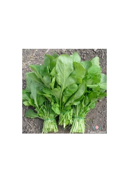 50 Adet Tohum Organik Hobi Bahçe Izmir Yeşil Roka Tohum Saksı Topraklı fiyatları