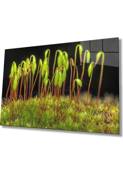 Yeşil Bitkiler Cam Tablo Green Plants