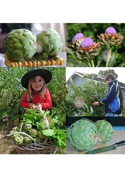 Yeşil Enginar Tohumu Atalık Artichoke Green Globe