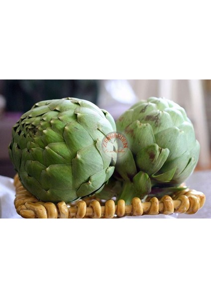 Yeşil Enginar Tohumu Atalık Artichoke Green Globe