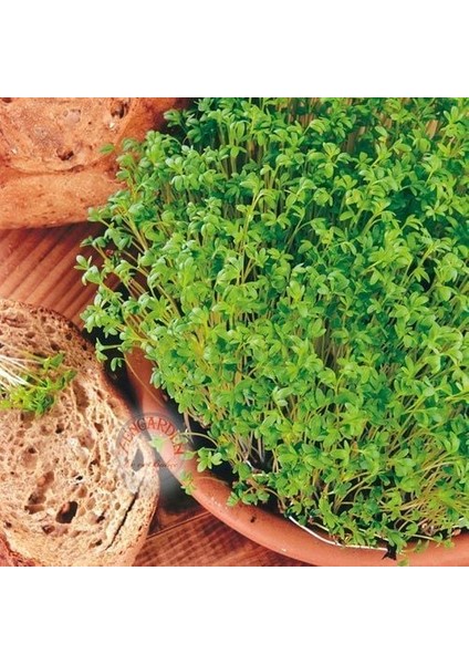 Kıvırcık Tere Tohumu Biberotu Geleneksel Curled Cress Peppergrass