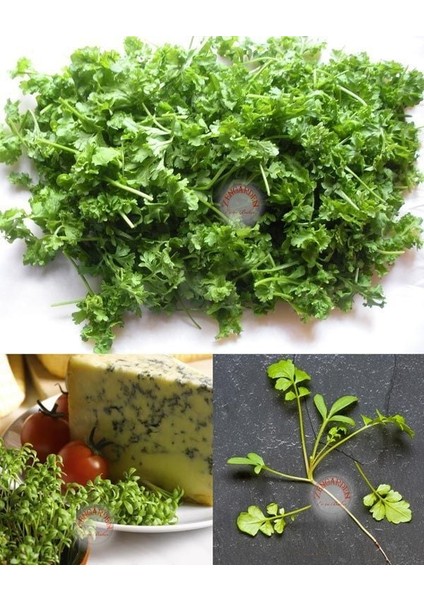 Kıvırcık Tere Tohumu Biberotu Geleneksel Curled Cress Peppergrass fiyatları
