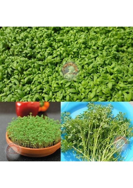Kıvırcık Tere Tohumu Biberotu Geleneksel Curled Cress Peppergrass modelleri