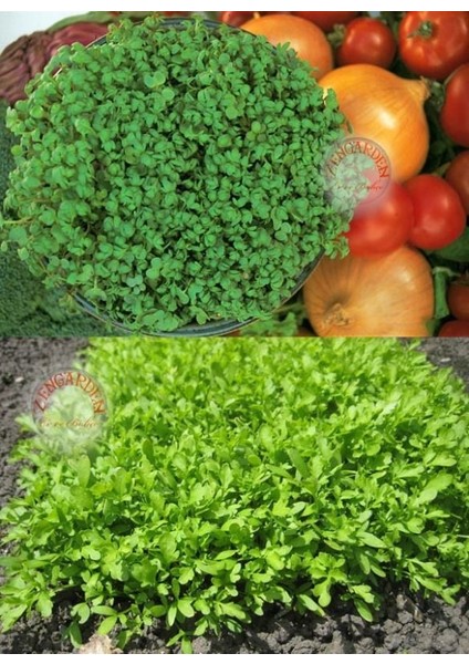 Kıvırcık Tere Tohumu Biberotu Geleneksel Curled Cress Peppergrass fırsatları