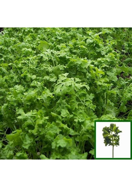 Kıvırcık Tere Tohumu Geleneksel Wrinkled Crinkled Cress
