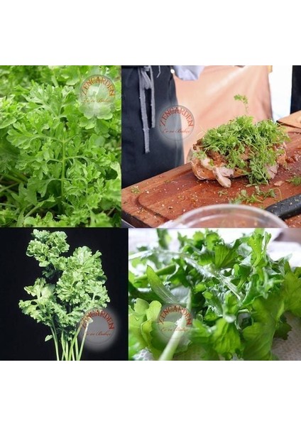 Kıvırcık Tere Tohumu Geleneksel Wrinkled Crinkled Cress fiyatları