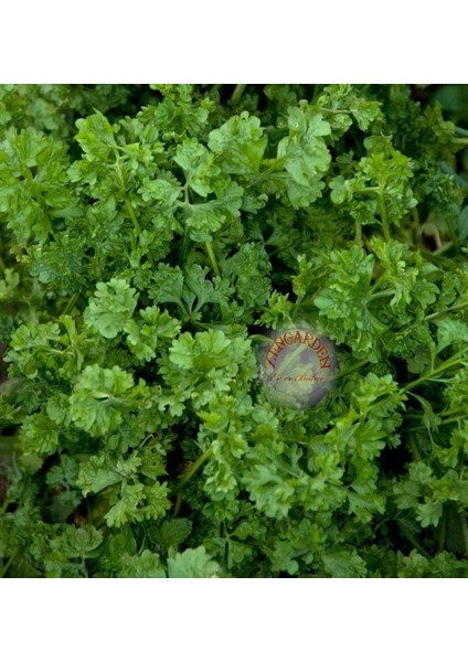 Kıvırcık Tere Tohumu Geleneksel Wrinkled Crinkled Cress fırsatları