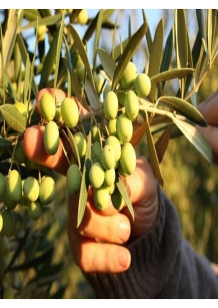 3 Adet Zeytin Fidanı (Koroneiki Bodur) Tüplü 2 Yaşında 1 Metre