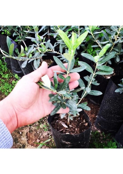 2 Adet Gemlik ( Tirilye ) Zeytin Fidanı Tüplü En Az 80 cm fiyatları