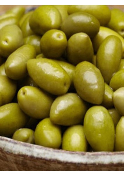 3 Adet Tavşan Yüreği Çil Topak Zeytin Fidanı fiyatları