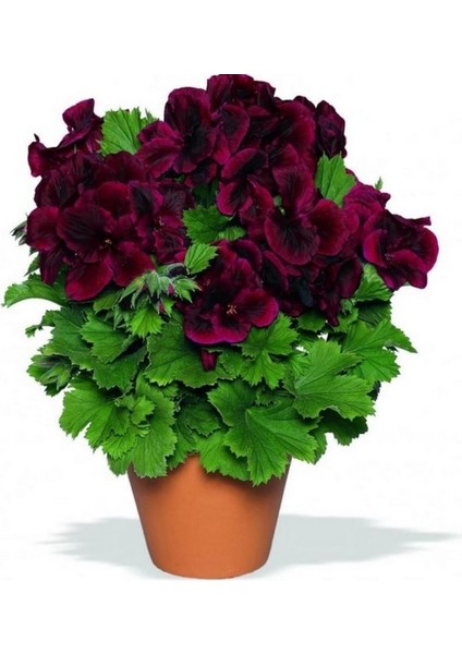 2 Adet Sardunya Çiçeği Fidanı Bordo Aşılı Tüplü 20 cm Canan Çiçeği 12 Ay Dikim