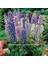 Bodur Hezaren Tohumu Delphinium Magic Fountains Mix 1